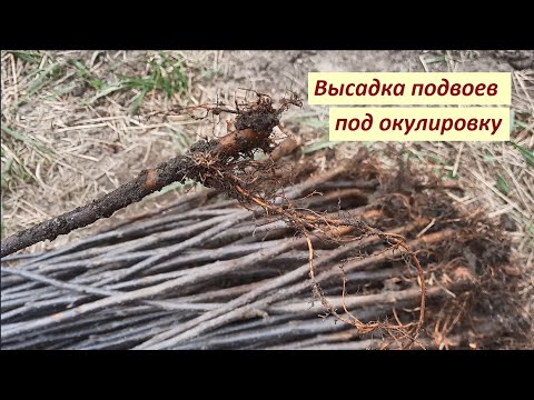 Видео: Высадка и выгон подвоев под окулировку: нюансы