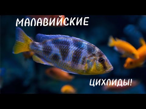 Видео: МАЛАВИЙСКИЕ ЦИХЛИДЫ 🐠: содержание, особенности разведения , уход и кормление!
