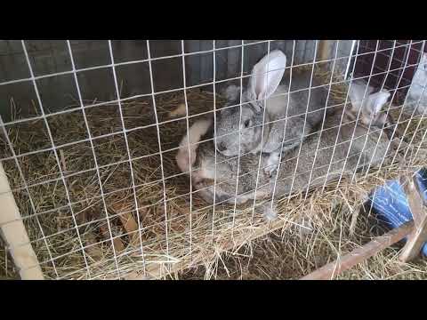 Видео: Последний шанс#bunny #rabbit