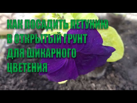 Видео: КАК ПОСАДИТЬ ПЕТУНИЮ В ОТКРЫТЫЙ ГРУНТ ДЛЯ ШИКАРНОГО ЦВЕТЕНИЯ