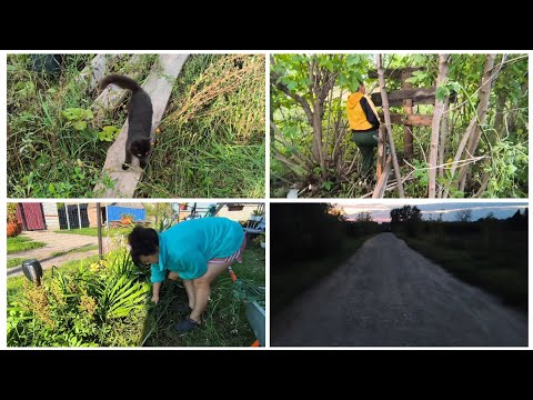 Видео: Копаюсь в цветнике. Несколько дней в деревне. 