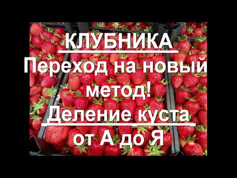 Видео: 85. КЛУБНИКА - переходим на двухгодичное выращивание! Деление куста. Грядка. Пересадка.