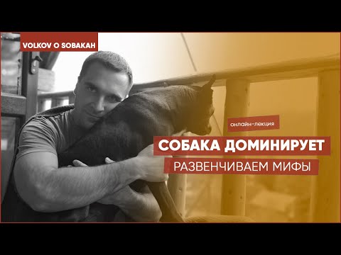 Видео: Собака доминирует - мифы о доминировании собак. Доминирование собак. Доминантная собака