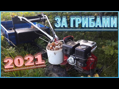 Видео: ЗА ГРИБАМИ 2021. НА МОТОБЛОКЕ БРАЙТ-135. Лето,жара,кайф.