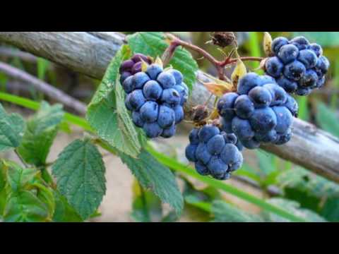 Видео: Село Красногорка