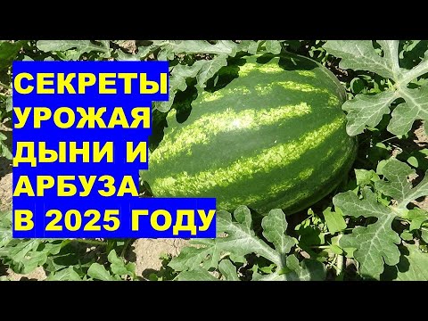 Видео: Секреты урожая дыни и арбуза в 2025 году