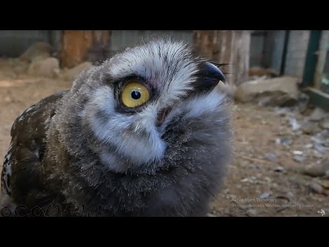 Видео: СТОл потерянных зверей