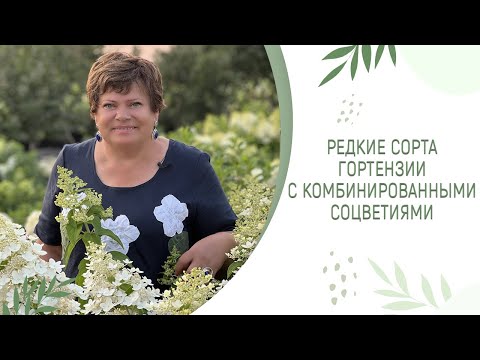 Видео: ТАКИХ ГОРТЕНЗИЙ ВЫ ЕЩЁ НЕ ВИДЕЛИ | РЕДКИЕ СОРТА ИЗ НАШЕЙ КОЛЛЕКЦИИ