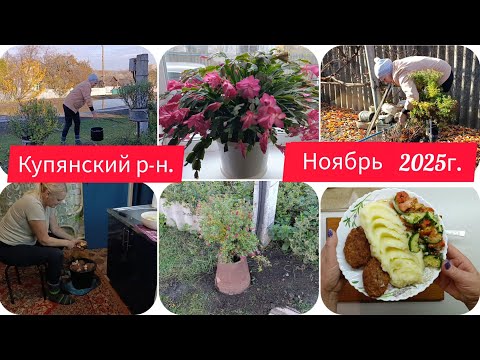Видео:  Спасла ли🪻/Зацвёл рождестенник в ноябре🌺/Пеку батоны/На ужин пюрешка/
