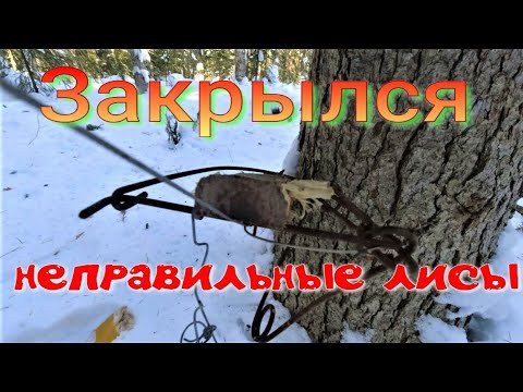 Видео: Закрытие сезона тайга ожила много следов соболя белки странное поведение лис лоси в безопасности