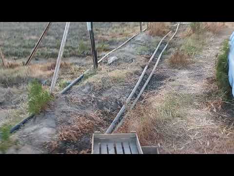 Видео: Памидор экиляпти очик майдонга