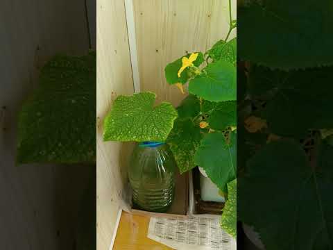 Видео: Огородик 2 июля 2025 г.