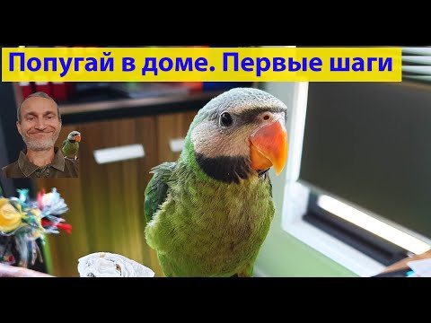 Видео: Попугай. Завели птицу и что дальше? (видео 288)
