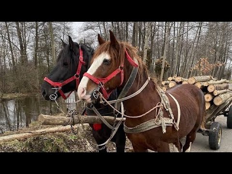 Видео: 🔥Жеребці🔥 вроботі 👍перевозим ☄️дрова 🪵