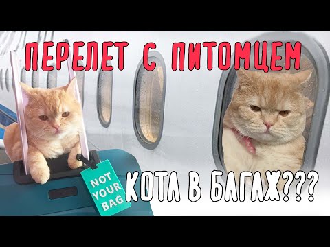Видео: Перелет с котом за границу | 32 часа в пути!