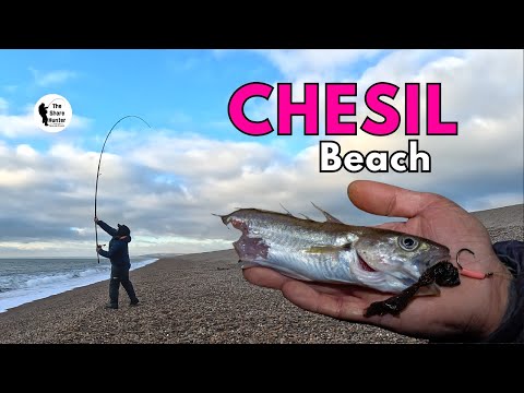 Видео: Поймай и приготовь: выпуск Chesil Beach!