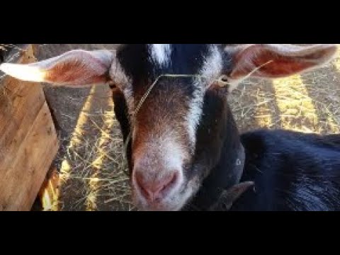 Видео: Случается и так...Тимпания..