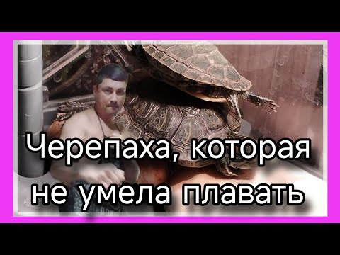 Видео: Черепаха, которая не умела плавать