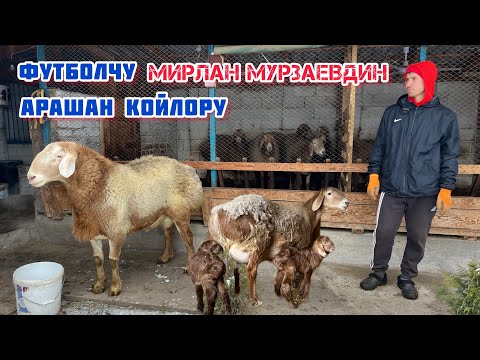 Видео: Футболчу МИРЛАН МУРЗАЕВДИН арашан койлору. +996708205555📱📞