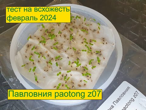 Видео: Павловния paotong z07 тест на всхожесть февраль 2024