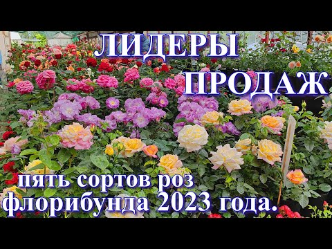 Видео: Лидеры продаж роз группы флорибунда в 2023 году.