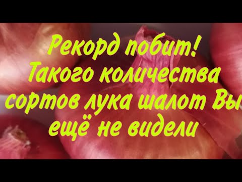 Видео: Рекорд побит! Такого количества сортов лука шалот Вы ещё не видели. Продажа весной.