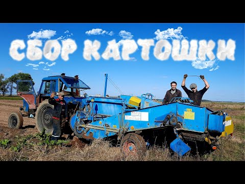 Видео: Сбор картофеля 2022 комбайном Bolko Z-643