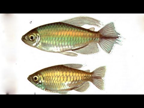 Видео: КОНГО/Phenacogrammus interruptus- Аквариумные тропические рыбы #26