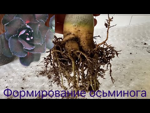 Видео: Адениум. Формирование каудекса и корней в форме осьминога. С раннего детства! 15 сентября 2023 г.