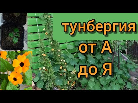 Видео: Тунбергия / садовая лиана / от посева до цветения / от А до Я / как вырастить из семян в ДУ