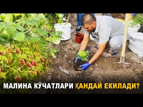 Видео: малина кўчатлари қандай екилади?