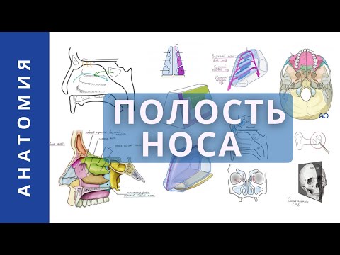 Видео: ПОЛОСТЬ НОСА