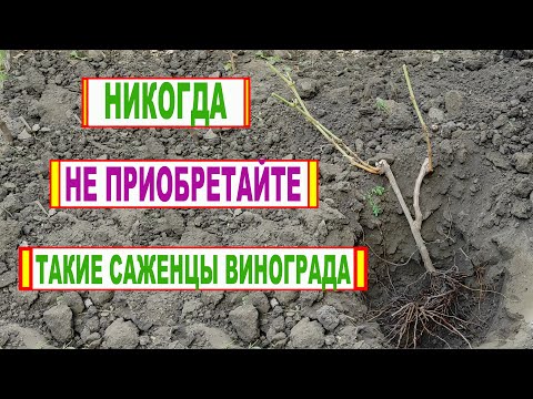 Видео: 🍇 Никогда не покупайте ТАКИЕ САЖЕНЦЫ ВИНОГРАДА! На что нужно ОБРАТИТЬ ВНИМАНИЕ при покупке!