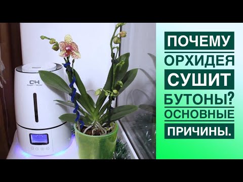 Видео: Почему орхидея сушит бутоны? Основные причины.