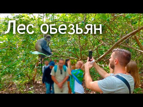 Видео: Лес обезьян на Занзибаре. Парк "Джозани Форест" (Jozani Forest).