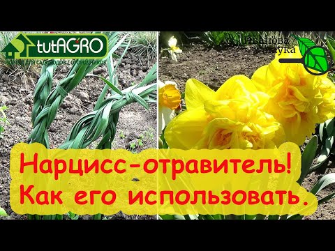 Видео: КАК ИСПОЛЬЗОВАТЬ НАРЦИСС С ПОЛЬЗОЙ. Нарцисс - коварный отравитель и помощник в саду и огороде!