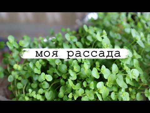 Видео: ВЛОГ 🌿 Моя рассада 🌿 Бархатцы, душистые травы, петуния, томаты, и другие.