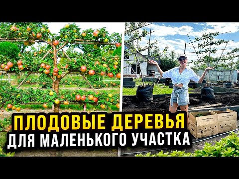 Видео: ЖИВАЯ ИЗГОРОДЬ НА УЧАСТКЕ ИЗ ПЛОДОВЫХ ДЕРЕВЬЕВ НА ШПАЛЕРЕ