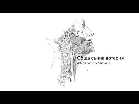 Видео: Обща сънна артериа – Arteria carotis communis (06:03) ┃teoriyata.com