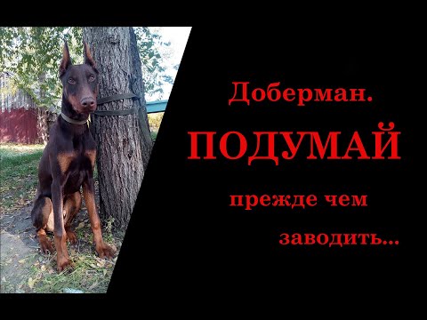 Видео: Минусы породы Доберман/К чему нужно быть готовым, заводя добермана/Диванный кроликовод
