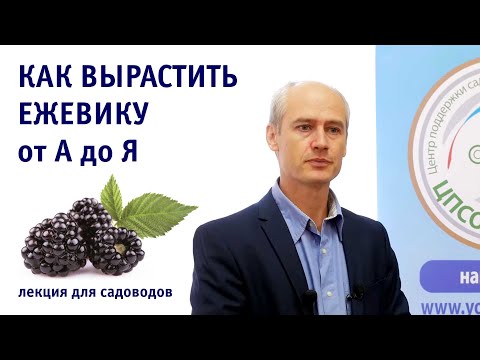 Видео: Все о выращивании ежевики на приусадебном участке. Лекция.