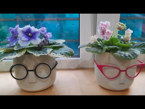 Видео: Цветущие фиалки, обзор стелажа.