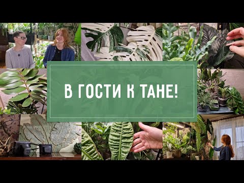 Видео: АЙДА В ГОСТИ к Тане! ОБЗОР РАСТЕНИЙ художника!