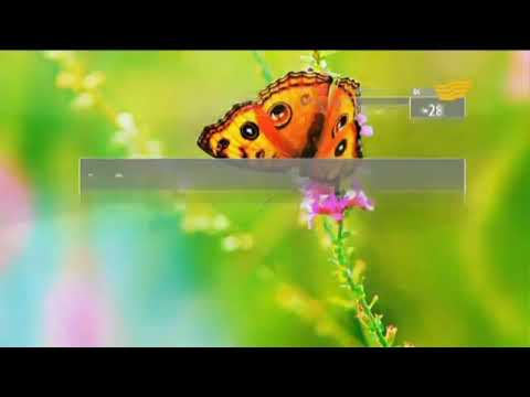 Видео: Прогнозы погоды (Хабар, 25.07.2014)