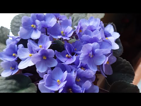 Видео: Ч7💥За кадром/🧽🧴Домашние хлопоты/🥵Умираю от жары/🪴Цветочки/💃Стрептиз/😴Сплю по 14ч!