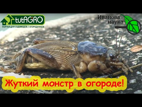 Видео: МЕДВЕДКА - МОНСТР МИРА НАСЕКОМЫХ. Страшные крики по ночам и испорченный урожай. Как ее уничтожить.