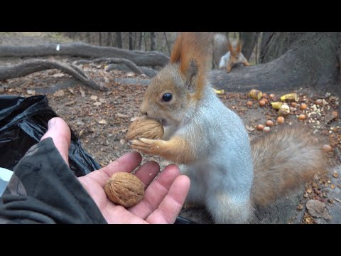 Видео: Немного о Толстой / A little bit about Tolstaya
