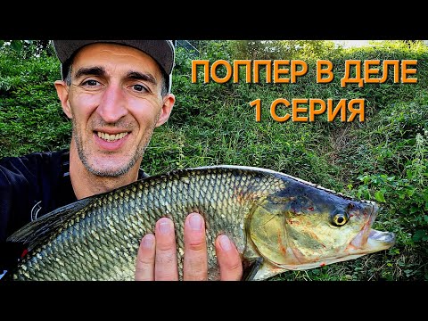 Видео: Ловля Жереха на ПОППЕР на малых реках, как ПОППЕР влияет на Жереха! #рыбалка #жерех #спиннинг