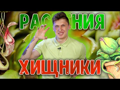 Видео: Насекомоядные растения. Венерина мухоловка, непентес, саррацения, росянка.