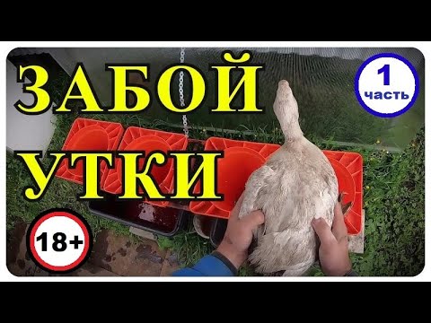 Видео: КАК ЗАБИТЬ УТКУ, СНЯТИЕ ПЕРА, ОБЖИГ УТКИ.  МУЛАРД - 1 часть.